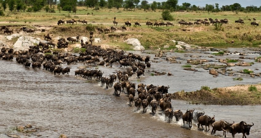 Touristen erkunden die Stadt mit einem lokalen Reiseleiter nach der Ankunft in Tansania Safari.
